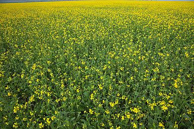 国产恐怖游戏《纸嫁衣》上架Steam 年内发售